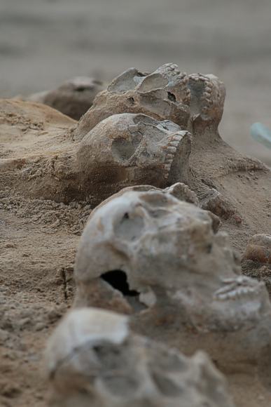 Ausgrabun g der Schädel aus dem Wittstocker Massengrab.  © BLDAM, Foto A. Grothe.