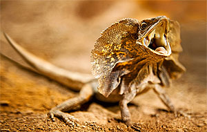 Bartagame. Reptilium Landau