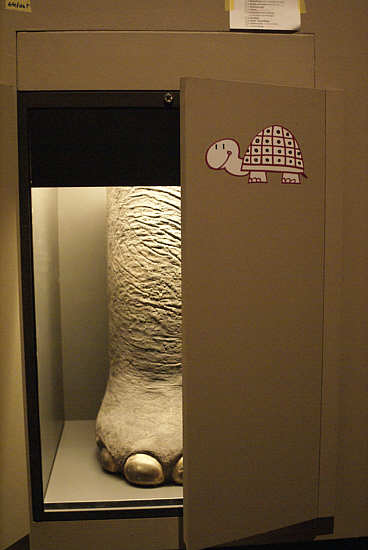 Der Elefantenfuß in Lebensgröße