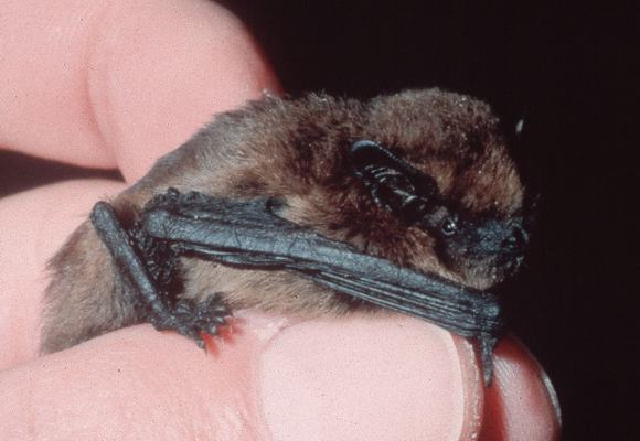 Zwergfledermaus. Foto M. Braun