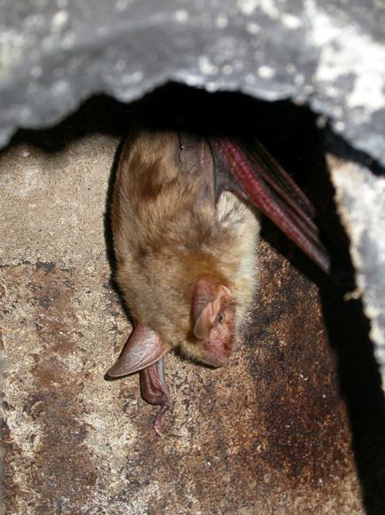 Mausohr-Fledernaus 