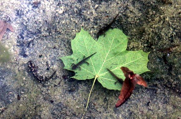 Selbst im Laichbecken gefährdet: Feuersalamander und Bergmolche