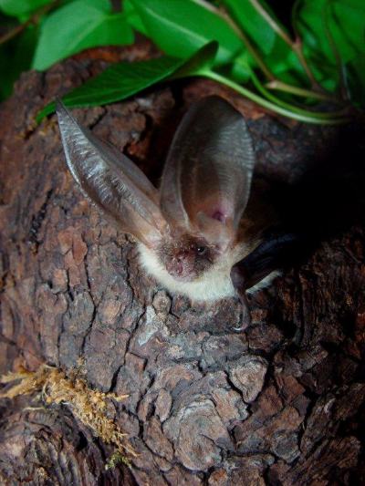 Braunes Langohr. © Regierungspräsisium Tübingen