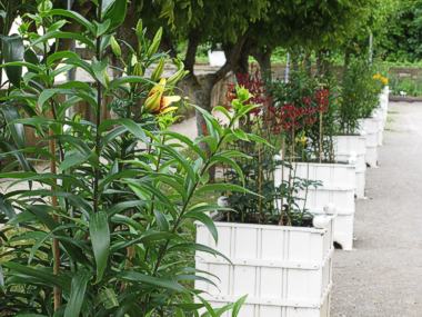 Lilien im Schlossgarten Weikersheim. Foto: SSG/LMZ