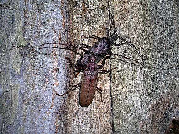 N&auml;chtliches Treiben in der Streuobstwiese: K&ouml;rnerbock bei der Paarung. Foto: Claus Wurst