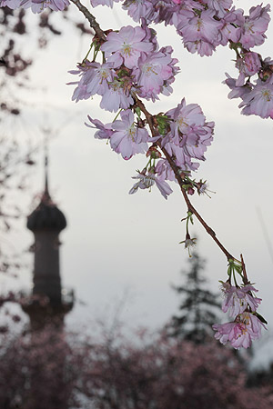 Kirschbl&uuml;te, im HIntergrund einMinarett der Moschee
