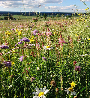 Blumenbunte Wiesen bei Löffingen als Spenderflächen für Blumenwiesensamen.