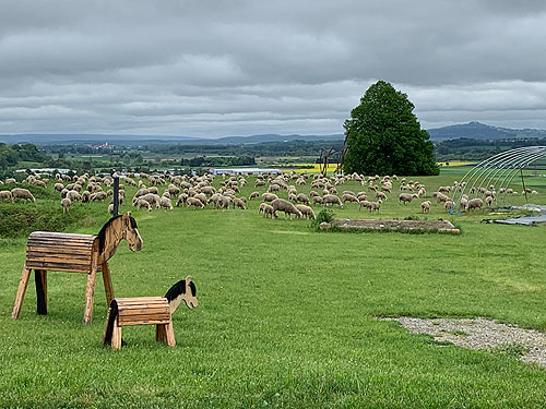 Schafherde auf dem Plateau der Heuneburg