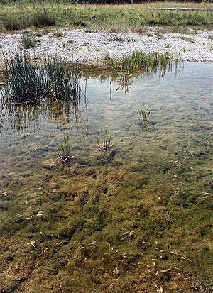 Der „Dreizack“: Vom Kalikokrebs vollständig befreites Gewässer. Foto: Andreas Martens, PH Karlsruhe