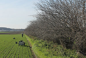 Untersuchung einer Haselhecke bei Nienburg/Saale, Sachsen-Anhalt. Foto: Sophie Drexler, Thünen-Institut