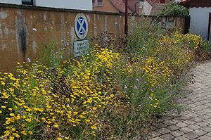 Blühstreifen auf Firmengelände (© Naturpark Südschwarzwald)