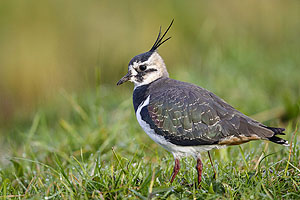 Die Zahl der Vögel in der Landwirtschaft ist in ganz Europa stark zurückgegangen. Ohne den einzigartigen Klang der Kiebitze sind die landwirtschaftlichen Felder im Frühjahr viel stiller. Foto: Hans Glader