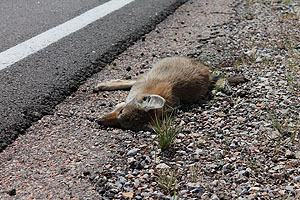 Die Forschung zu Verkehrsunfällen mit Tieren beschränkt sich derzeit hauptsächlich auf fleischfressende Säugetiere, Huftiere, Beuteltiere und Schildkröten. Foto Pixabay