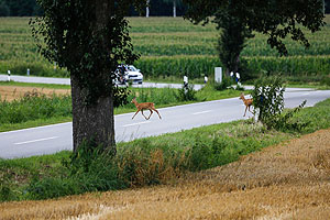 Nur sieben Prozent der Studien, die Verkehrsunfälle als Todesursache von Tieren aufführen, untersuchen auch die Auswirkungen auf die Bevölkerungsentwicklung. Foto: Pixabay