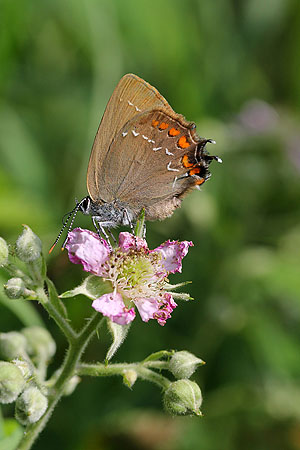 Der Eichenzipfelfalter (Satyrium ilicis) kommt in größerer Zahl nur noch auf den letzen Niederwaldflächen Deutschlands vor. Foto: Johannes Kamp