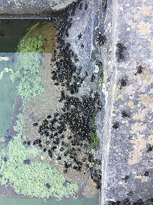 "Hüpferlinge", die eben dem Wasser entstiegenen Jungen der Erdkröten. Foto: Micheal Bös