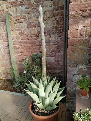 Botanischer Garten Karlsruhe: Agave parrasana. Foto: Thomas Huber, vbbw/ssg