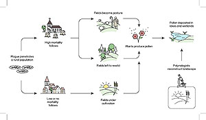 Auswirkungen der Pest-Pandemie auf den Pollenhaushalt der Natur