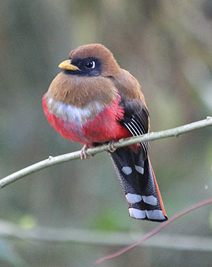 Der relativ breite Schnabel dieses Maskentrogon-Weibchens, das sich im kühlen Morgengrauen aufplustert, erlaubt das Fressen von größeren Früchten. Foto: Susanne Fritz. © Senckenberg/Fritz