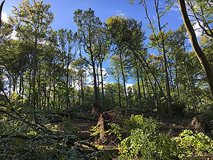 Blick in die Kronen von Laubbäumen nach Sturmereignis. Die Verlichtungen im oberen Kronenbereich der noch stehenden Bäume sind deutlich zu erkennen. Foto: Petra Dühnelt, Thünen-Insitut