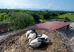 Jungstörche auf dem Mundenhof. Fotograf: Patrick Seeger/Stadt Freiburg