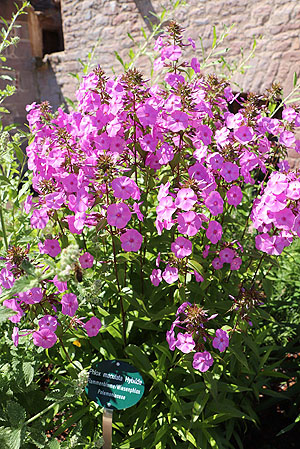 Phlox maculata / Wiesenphlox. Foto: Deutsche Apotheken-Museum Stiftung. 