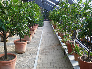 Botanischer Garten Karlsruhe, Glashaus der Zitruspflanzen. Foto: Thomas Huber, VuBBW