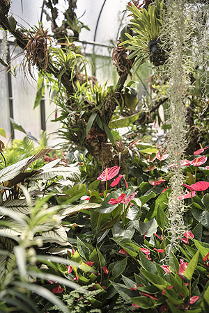 Exotische Gewächse im Warmhaus des Botanischen Gartens