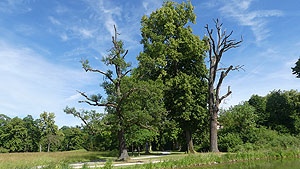 Stark geschädigte bzw. bereits abgestorbene alte Stieleichen (Quercus robur L.) am Oberen See im Park Schönbusch (Aschaffenburg), an denen Dürreperioden der vergangenen Jahre schwere Schäden verursacht haben. © Bayerische Schlösserverwaltung, Foto: Jost Albert