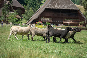 An die Wolle fertig los: An Fronleichnam, 8. Juni, erwarten die Besucher des Freilichtmuseums Vogtsbauernhof Informationen und Aktionen rund um die Themen Wollgewinnung und –verarbeitung. Unter anderem wird die Schafschur und das Schauhüten vorgeführt. Foto: Schwarzwälder Freilichtmuseum Vogtsbauernhof, Hans-Jörg Haas