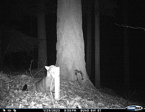 Eine Katze markiert einen Lockstock im Neckar.Odenwald-Kreis. Ob es sich um eine Wildkatze handelt, wird anschließend durch eine Haaranalyse ermittelt. Foto: BUND BW.