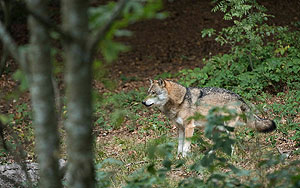 Wölfe sind in Europa immer häufiger anzutreffen. Ihre Erhaltung und ihr Management sind wichtige Themen in der Wildtierforschung. Gehegeaufnahme, Nationalpark Bayerischer Wald. Daniel Rosengren/ZGF. Foto: Zoologische Gesellschaft Frankfurt