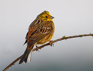 Charakteristischer Brutvogel der Agrarlandschaft: die Goldammer. Foto: Hans Glader