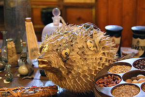 Igelfisch. Foto: Stiftung Deutsches Apotheken-Museum