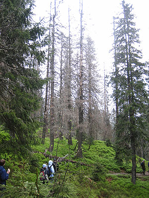 Waldsterben im Schwarzwald. Foto: Heinrich Spiecker, Universität Freiburg