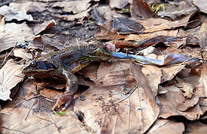 Erlegter Teichfrosch, dessen Bein lediglich gehäutet wurde. Foto: Marion Valentin, ZOWIAC