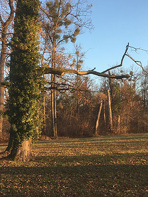 Baumruinen im Schwetzinger Schlossgarten. Fotos: kulturer.be