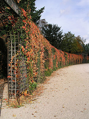 Schlossgarten Schwetzingen: Treillagegang mit Wildem Wein in Herbstfarben.