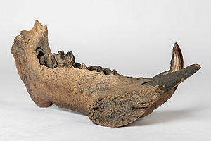 Linkes Unterkiefer-Fragment eines weiblichen Flusspferdes aus den Reiss-Engelhorn-Museen Mannheim