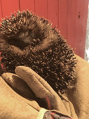 Zusammengerollter Igel in der behandschuhten Hand des Fotografen