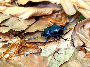 Waldmistkäfer auf Laubboden