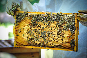 Bienenvolk auf einer Wabe