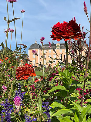 Schlossgarten Schwetzingen: Die Parterrebeete im Schmuck der Sommerblüte. Im Hintergrund der Mittelbar des Schlosses.