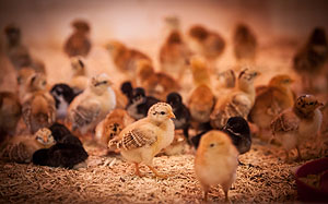 In der Kükenstation im Falkenhof kann während der Osterferien der Weg des Kükens vom Ei zum Huhn nachvollzogen werden