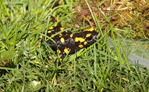Feuersalamander, eine hochgradig gefährdete Spezies