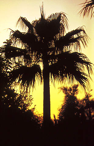 Fotogalerie: Palme bei Gegenlicht (Sizilien)
