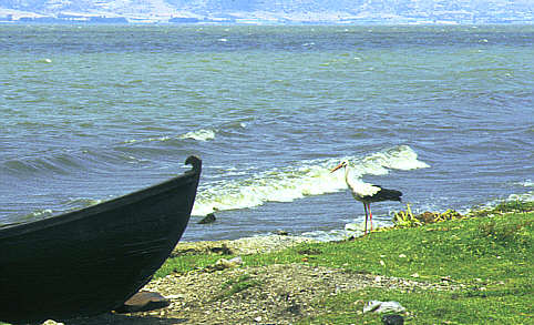 Fotogalerie: Storch an der t&uuml;rkischen Westk&uuml;ste, 1984